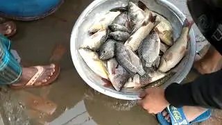 Amazing live fish market video 2020! Best fishing video 2020।