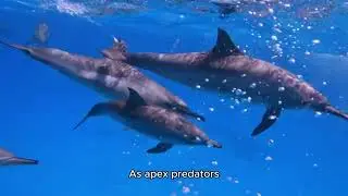 Echoes of Elegance Understanding the Intelligence and Grace of Dolphins