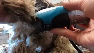 Matted cocker spaniel dog grooming. There was a surprise underneath the matting