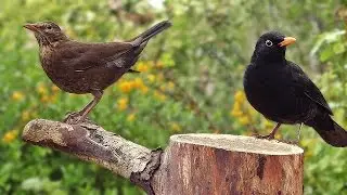 Blackbirds in My Garden