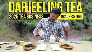 Darjeeling First Flush Tea Business | Low Cost, High Profit! #teabusiness #teaeducation #darjeeling
