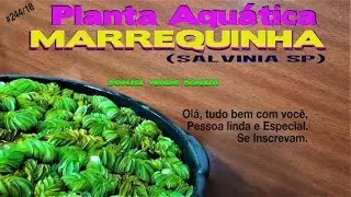 PLANTA AQU&Aacute;TICA-MARREQUINHA ( Salvinia sp)