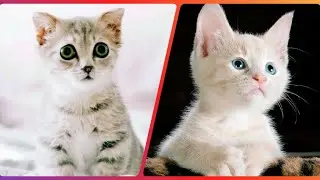 Cute cats | cute and funny cat videos | small cute cats | bow wow meow