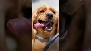 Dog vs. High Speed Fan! 🐶🌪️ / 선풍기 바람에 입술 펄럭이는 댕댕이
