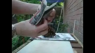 How to make a paper pot