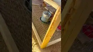 How to Add Young Chicks into Your Existing Flock of Chickens #chickens #chickencoop #babychickens