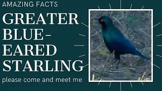 greater blue-eared starling facts | greater blue-eared glossy-starling | breeds Senegal to Ethiopia