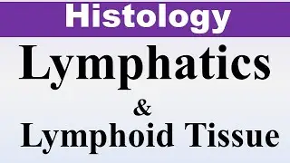 Chp9a Histology Inder Bir Singh |  Lymphatics & Lymphoid Tissue | Dr Asif Lectures