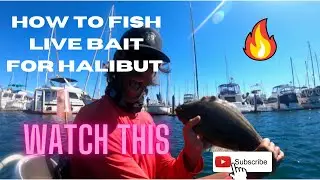 Went Off In Spanish Landing | 5 SPECIES DAY | How To Troll LIVE BAIT | #fishingtips #kayakfishing