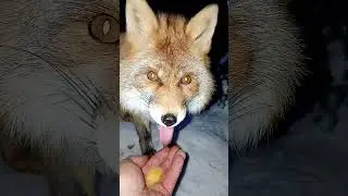 3349. Дикая лиса Маркиза и утренний завтрак. #wildfox #animals #shorts