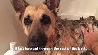 Leela the german shepherd dog (Bath Time 2)
