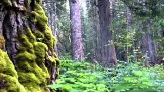 World's Oldest Cottonwoods