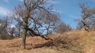 Brae Buzzards Buzzing Aboot