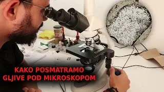 Mikroskopija gljiva - priprema uzorka i posmatranje struktura pod mikroskopom