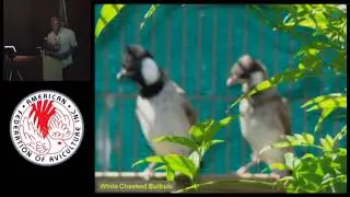 Breeding Softbilled Song Birds | Roland Cristo