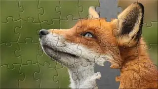 fox puzzle #foxpuzzle #fox #forestanimals