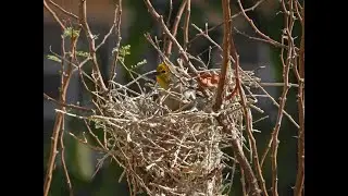 Verdin (Bird) Nest Building