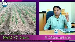 G1 garlic, exportable commudity and  highly profitable crop in the history of Pakistan