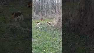 Dixie training two of her pups #hounds #hunting #huntingseason #puppy #sportingdogs #gundog