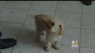 It's Not Science Fiction: You Can Make A Clone Of Your Dog