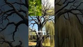 The Ancient Tree Code Hidden in Celtic Writing | Ogham Secrets Revealed