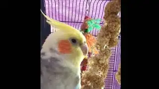 Gentle Cockatiel Calls Lovingly n Waits for a Response..(and Gets It👍❤️)..#asmr #cockatiel