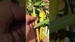 Oleander flower and seed pod #terrace #gardening #garden