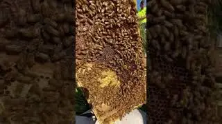 Doing an inspection on a beehive that we captured from a swarm.