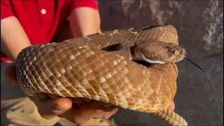 RED DIAMOND RATTLESNAKE SHOWING TRUE COLORS