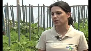Tudo que é Nescessário Saber Para Plantar Soja