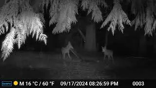 Coyote Plays with Cardboard - Suburban Backyard 2024