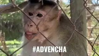 Monkey Munchies