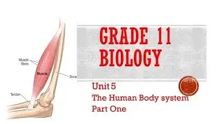 Grade_11_Biology_Unit_5 The_Human_body System