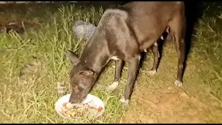 This Pet Always Comes To My House Every Day When It's Hungry