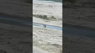 Super Cub, Water Ski Run in a Skinny Backcountry Stream. #shorts #viralshorts