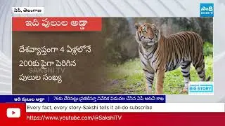 Increasing Tigers In Nallamala Forest | Tigers Census In India | @SakshiTV