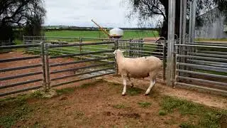 Lot 71