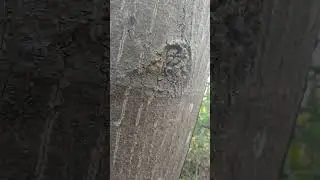 Pause the middle of first face on tree what do u see?