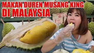NYOBAIN MUSANG KING LANGSUNG DI MALAYSIA