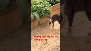 #catmarley & the #catnip #plant #farmlife #neko