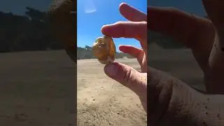 BIG Agate found on the Oregon Coast! #oregon #agate #naturalgems #oregoncoast #rockhounding