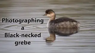 Getting close to a Black-necked grebe. Bird photography in the best light at dawn