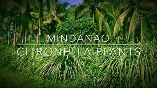 Mosquito repellent Citronella plants for sale ( Mindanao)