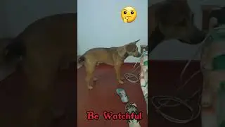 Be Watchful II Dog watching video II Guard DOG II BUNTY