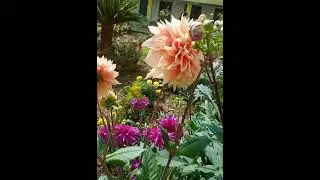 Beutiful wild flowers #ytshorts #wildflowers  #shorts #flowers