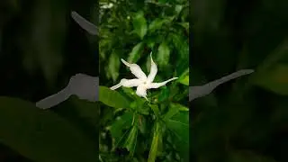 Enjoy beautiful nature with rural life#shortvideos #viral #shorts