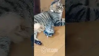 Epic Skateboarding Turtle vs Chill Cat &ndash; Who Wins?