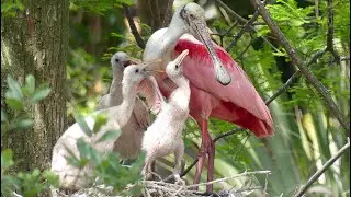 Hungry Roseate Spoonbill and Egret Chicks Begging for Food at St. Augustine Alligator Farm Rookery