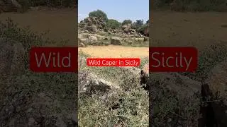 Wild Caper in Sicily