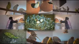 Budgies Ke Ande ( Eggs ) Gayab kaise horahe hain 😥🥚